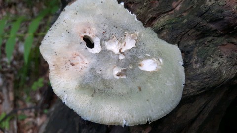 Russula virescens