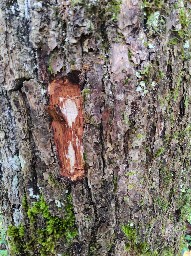 Armillaria