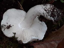 Tricholoma columbetta