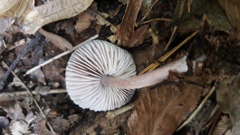 Mycena pura