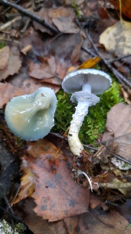 Stropharia aeruginosa