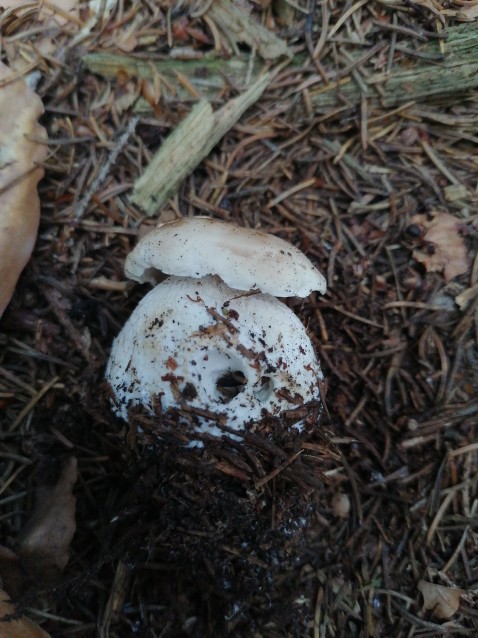 Boletus reticulatus