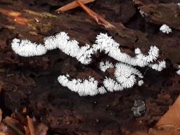 Ceratiomyxa fruticulosa