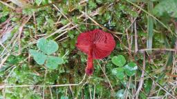 Cortinarius sanguineus