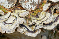 Auricularia mesenterica