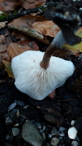 Melanoleuca melaleuca