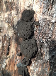 Amaurochaete atra