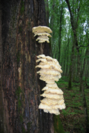 Laetiporus sulphureus