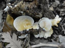 Crepidotus macedonicus