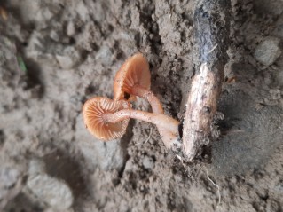 Tubaria furfuracea