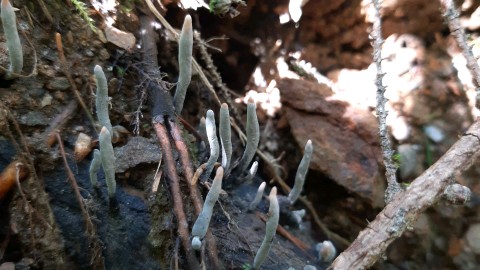 Xylaria hypoxylon