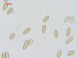 Xerocomellus ripariellus
