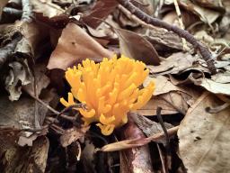 Calocera viscosa