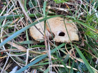 Suillus viscidus