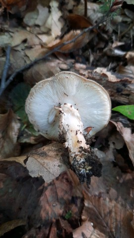 Lepiota aspera