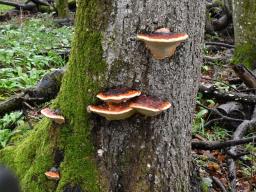 Fomitopsis pinicola