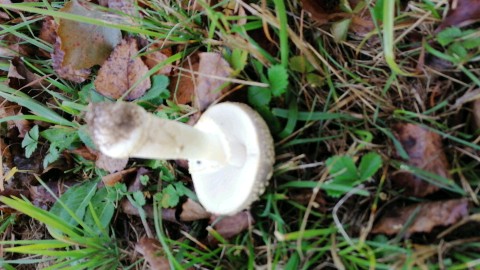 Amanita franchetii