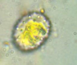 Phragmidium rubi-idaei