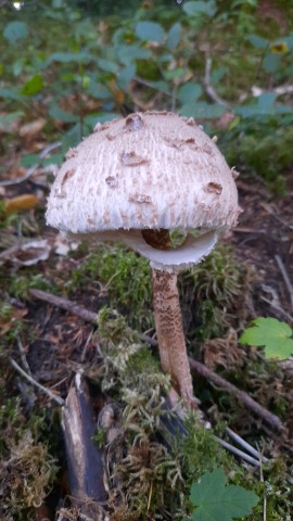 Macrolepiota procera