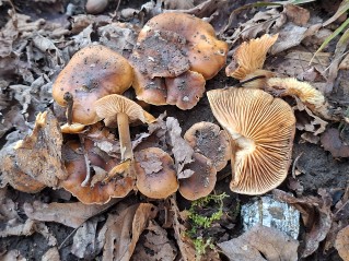 Flammulina velutipes