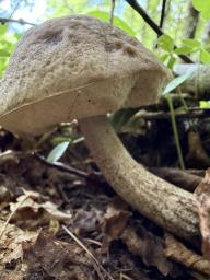 Leccinellum pseudoscabrum
