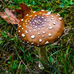 Amanita pantherina