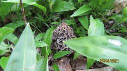 Morchella vulgaris