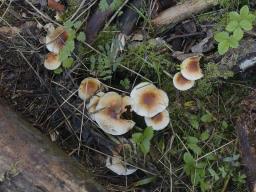 Pholiota lubrica