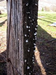 Crepidotus cesatii