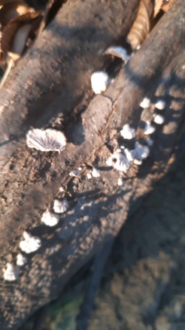 Schizophyllum commune