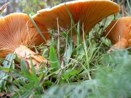 Lactarius deterrimus