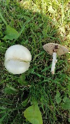 Agrocybe dura