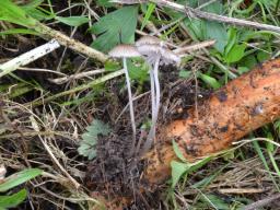 Mycena rubromarginata