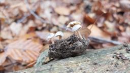 Inocybe petiginosa