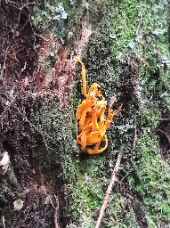 Calocera viscosa