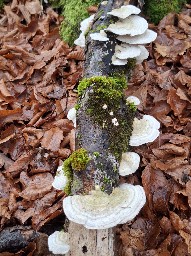 Trametes hirsuta