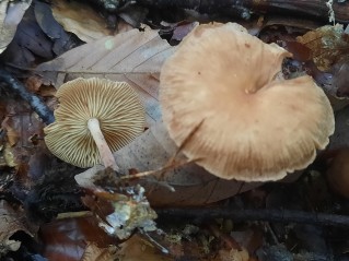 Collybiopsis peronata