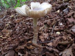 Amanita phalloides