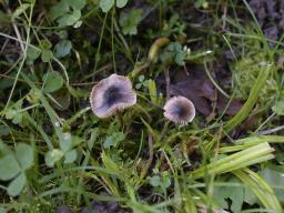 Mycenella bryophila