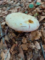 Rubroboletus rhodoxanthus