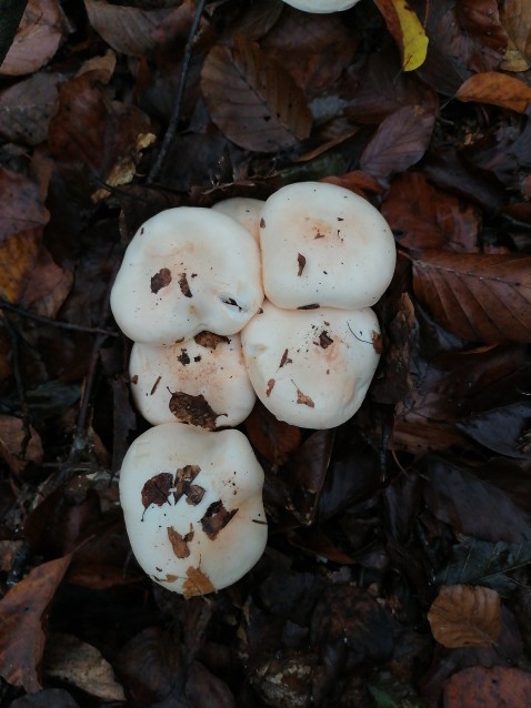 Hygrophorus poetarum