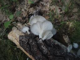 Pleurotus pulmonarius