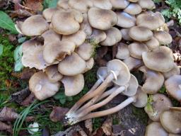 Armillaria mellea