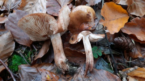 Tricholoma ustale