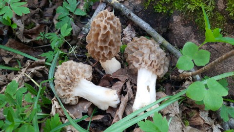 Morchella esculenta