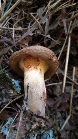 Paxillus involutus