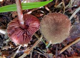 Melanophyllum haematospermum
