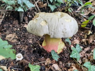 Rubroboletus satanas