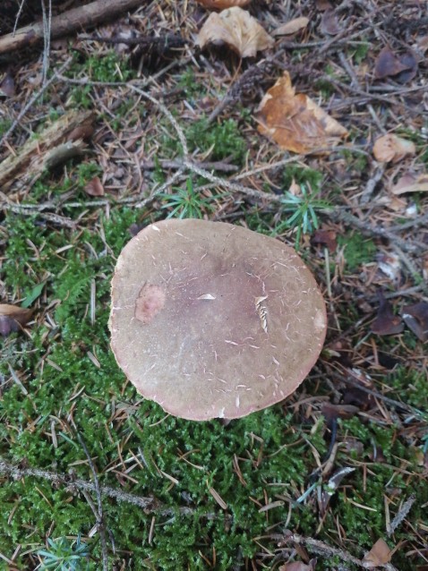 Xerocomellus chrysenteron