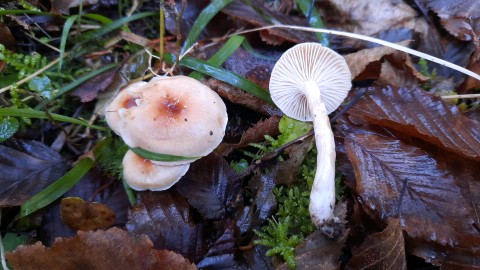 Hygrophorus discoideus